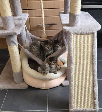 Kitten for sale