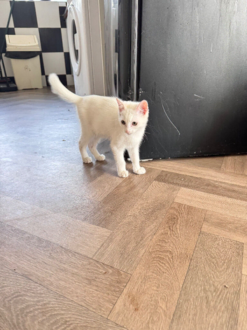 White female green eyed kitten for sale