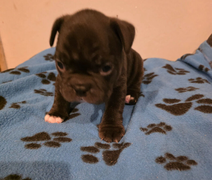Adorable french bulldog puppy's
