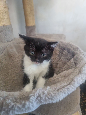 4 kittens for new homes