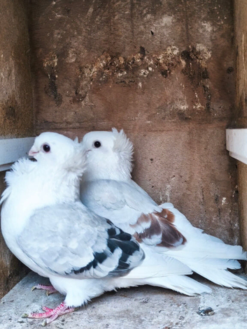 German owls