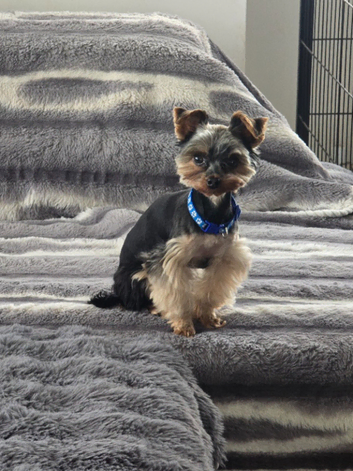 Tiny gorgeous boy Toby for stud