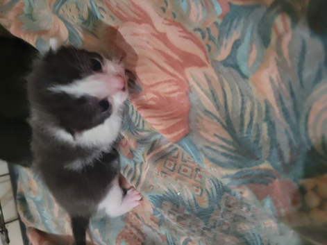 Lovely kittens