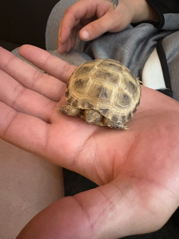 Female Baby tortoise for sale