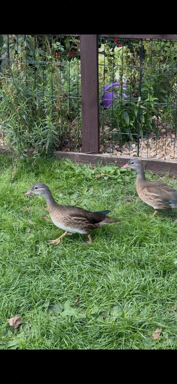 Mandarin ducks