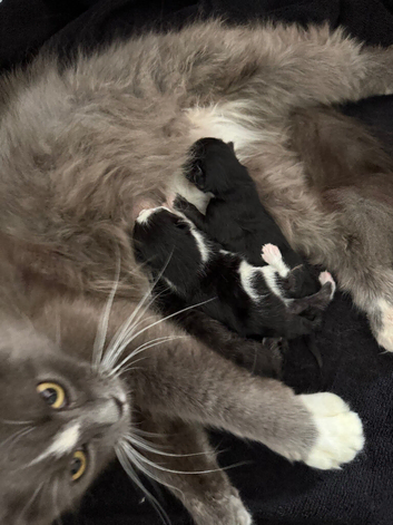 Kittens