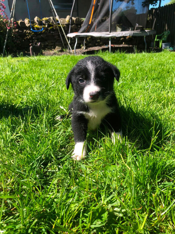 Border Collie Puppies