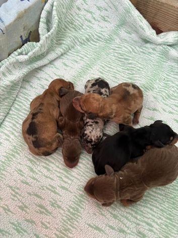 Miniature dachshunds