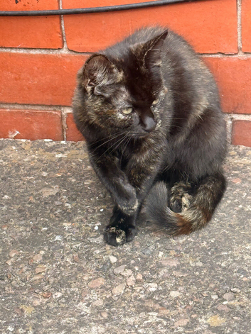 Tortoise shell cat