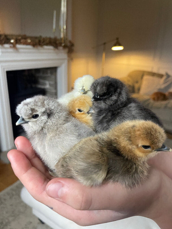 USA silkies