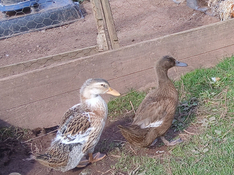 Young ducks (both female)