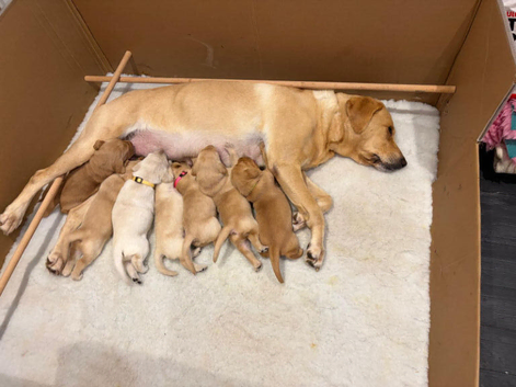 Pedigree Yellow Labrador Puppies