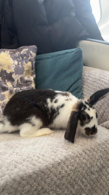 english lop for sale