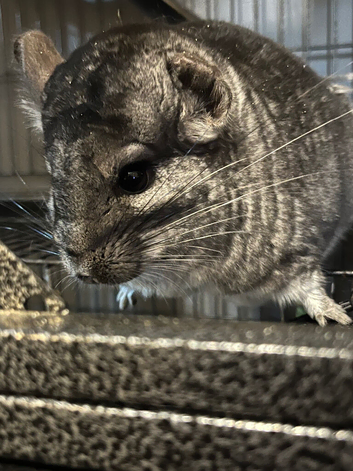 Female and male chinchillas
