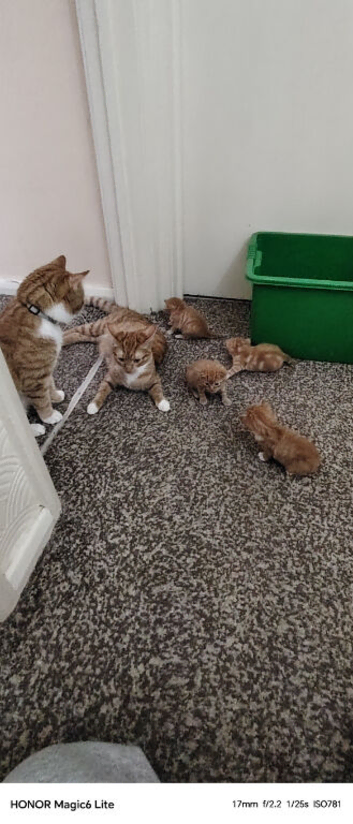 Rare Ginger kittens to find forever home