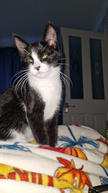 Kitten for sale