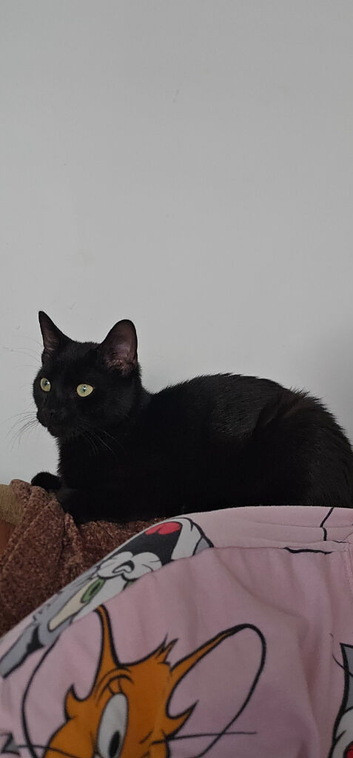Male cat