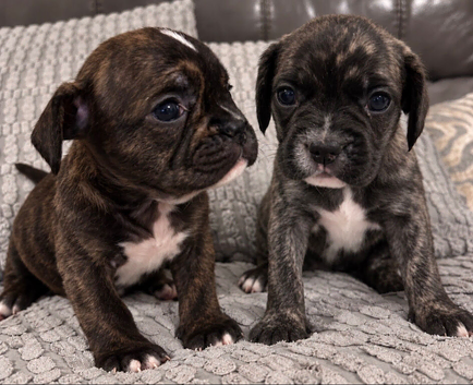 Gorgeous Frenchel puppies (Frenchie x cavalier) only 2 girls left now