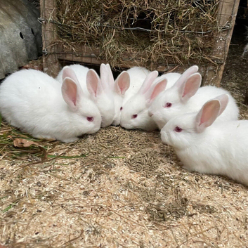 Lovely pure New Zealand male rabbits