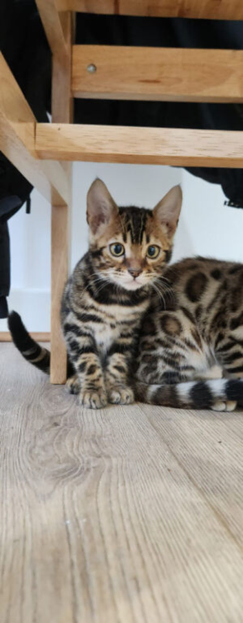 Benjal cats for sale Boy and girl