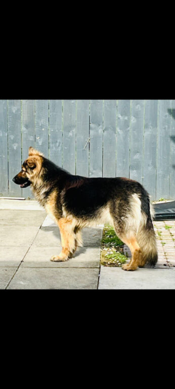 2 year old german shepherd.