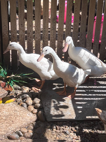 Trio white runner ducks