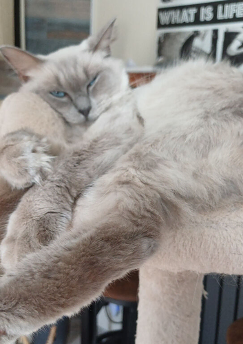 2 gorgeous female ragdolls available