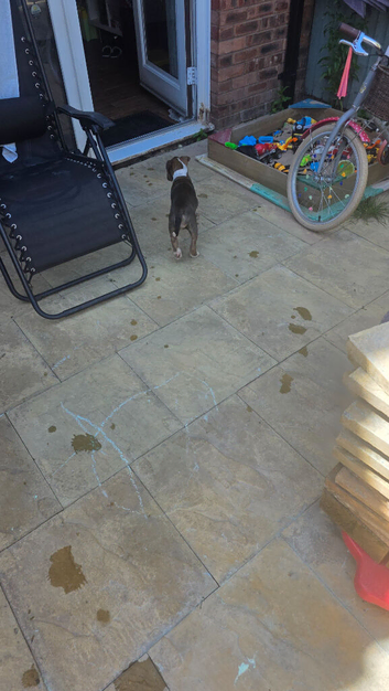 Shar Pei Female puppy 10 weeks old