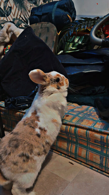 Rabbit Girl with cage for sale