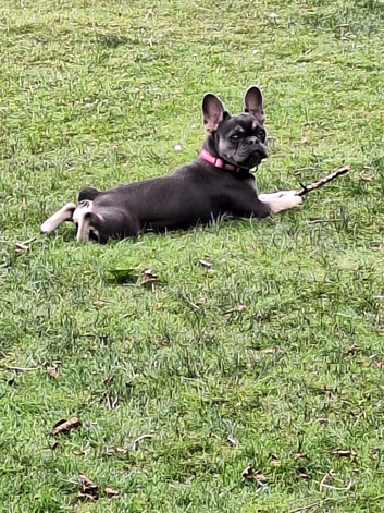 6 month old French bulldog