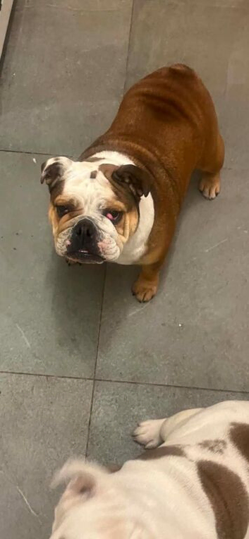English bulldog pearl