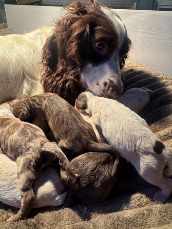 Beautiful Sprocker Puppies