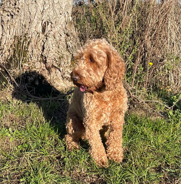ADORABLE QUALITY RED COCKERPOO NEUTERED RED BOY