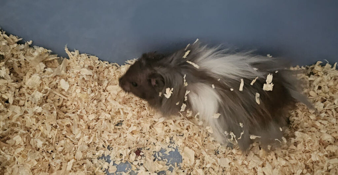 Syrian hamster