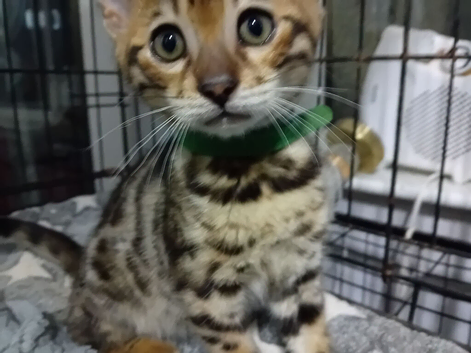 Only 1 Amazing Bengal male kitten left