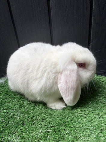 Mini lop buck available now