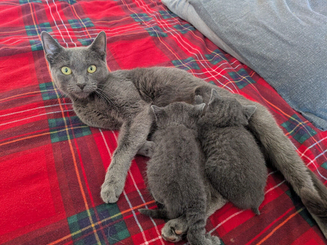 Preloved Russian blue kittens