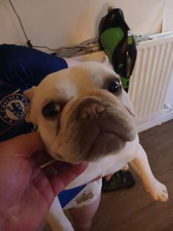 French bull dog bitch