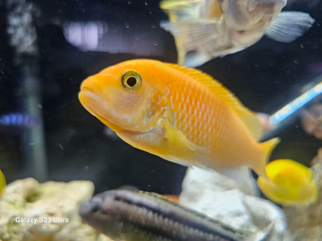 Red zebra Cichlids