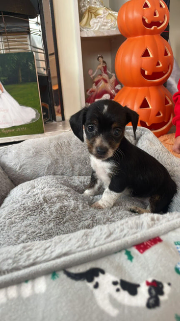 Parson russell cross chihuahua puppy for sale
