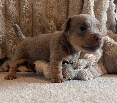 Lilac jack Russell&rsquo;s