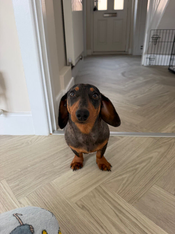 7 month old miniature Dachshund