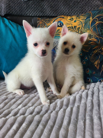 Chihuahua puppies ready now 2 males
