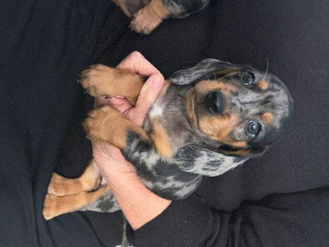 I have boys and girls silver dapple dachshunds