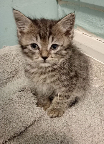 Maine Coon x Ragdoll kittens ready now