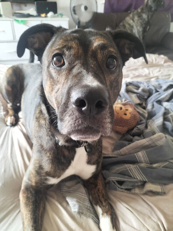 Bluey