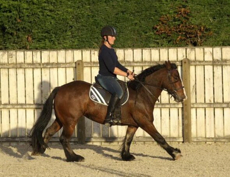 Super sweet safe mare looking for her new family