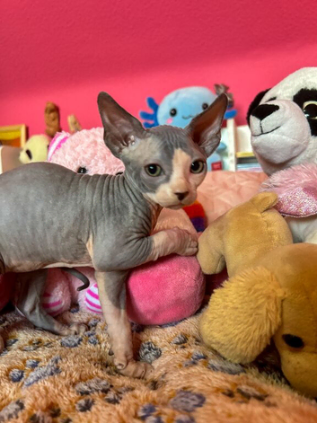 Beautiful Sphynx Kittens - Ready 5th October