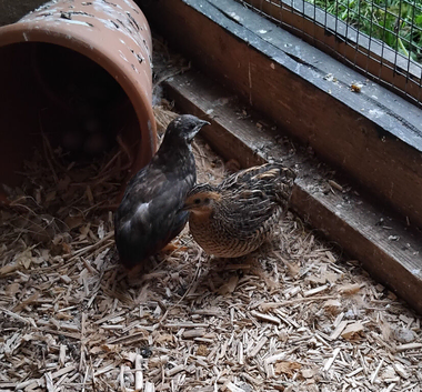 Chinese painted quail hatching eggs