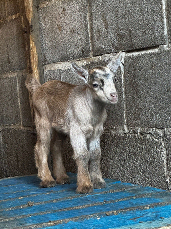 Beautiful Pygmy goats